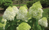 20 Seeds Per Pack Hydrangea Flower Seeds - 5 Colors Available
