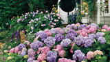 20 Seeds Per Pack Hydrangea Flower Seeds - 5 Colors Available