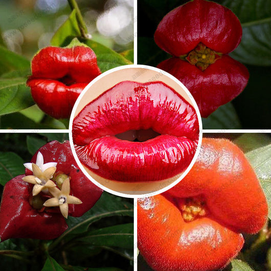 40 Seeds Per pack - Psychotria Elata /