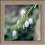 40 Seeds per Pack - Lily of the Valley