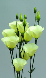 20 Seeds Per Pack - Common Snowdrop Flower