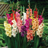 100 Seeds Per Pack - Gladiolus Flower