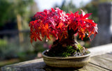 20 Seeds Per Pack - Japanese Red Maple Bonsai Tree