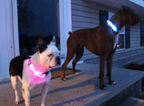 Safety Pet Collar With LED And Printed Design By I Love Dogs Society