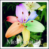 100 Seeds Per Pack - 20 Colors Lily Seeds By Mesprout