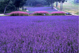 200 Seeds Per Pack - French Provence Lavender