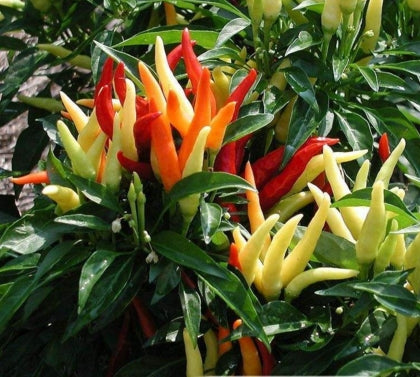 200 Seeds Per Pack - Giant Chili Hot Pepper