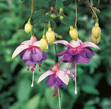 40 Seeds Per Pack - Fuchsia Seed Pods