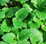 100 Seeds Per Pack -  Mentha Arvensis (Field Mint)Aromatic Herb Plant